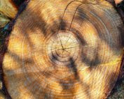 big-log-with-annual-ring-esshelf