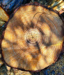 big-log-with-annual-ring-esshelf