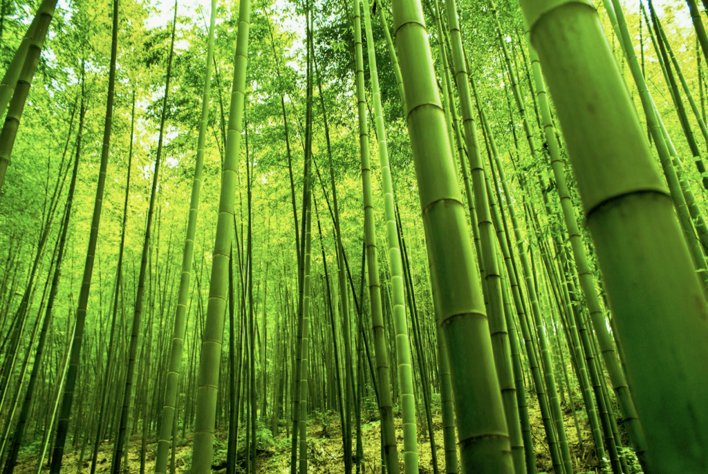 What is the Manufacturing Process of Bamboo Timber?